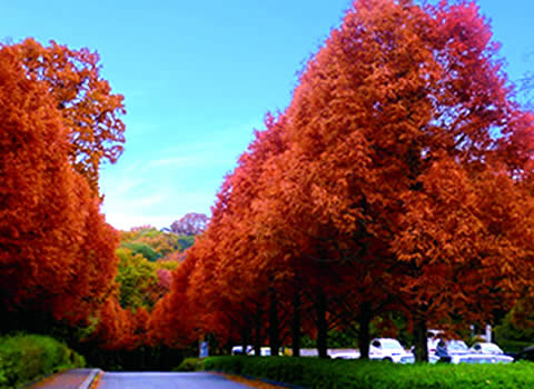 秋のアイアイランド木立の写真