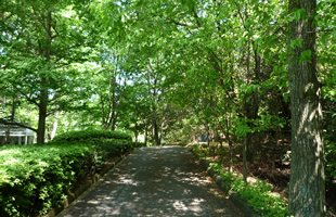 緑の文化園（散歩道）の写真