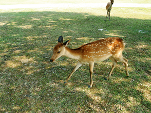 奈良公園の写真